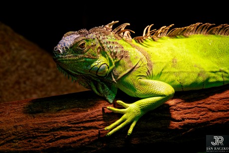 ZOO 2011_DSC_0794_jrDxO